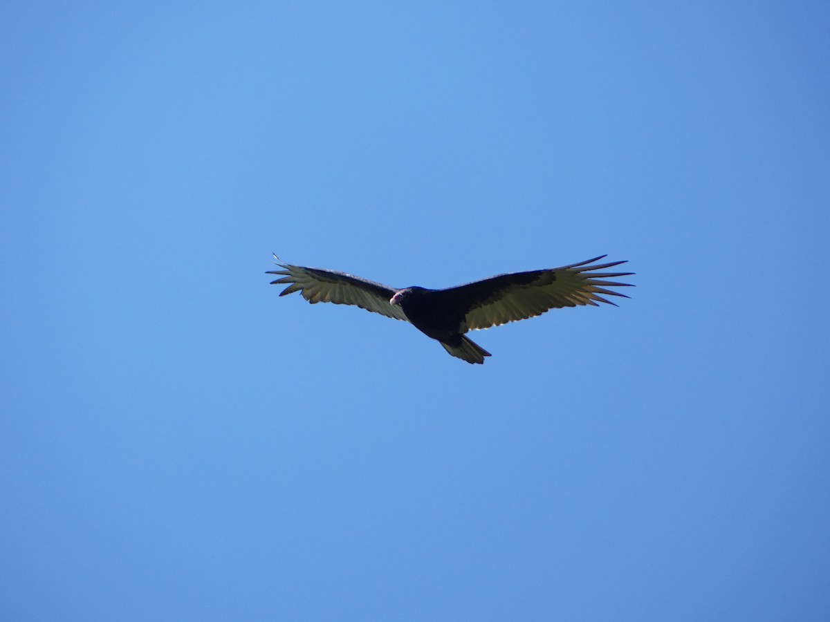 Turkey Vulture (Northern) - ML647471835