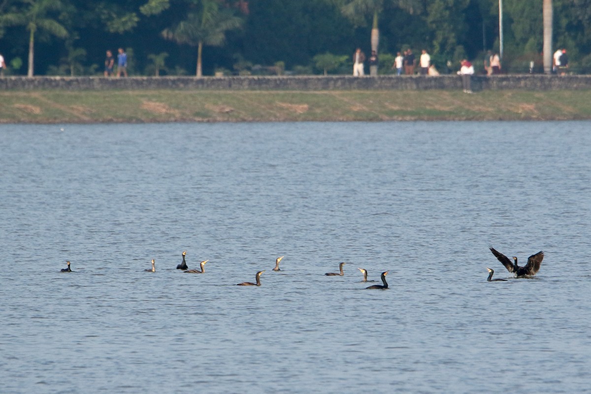 Great Cormorant - ML647471839