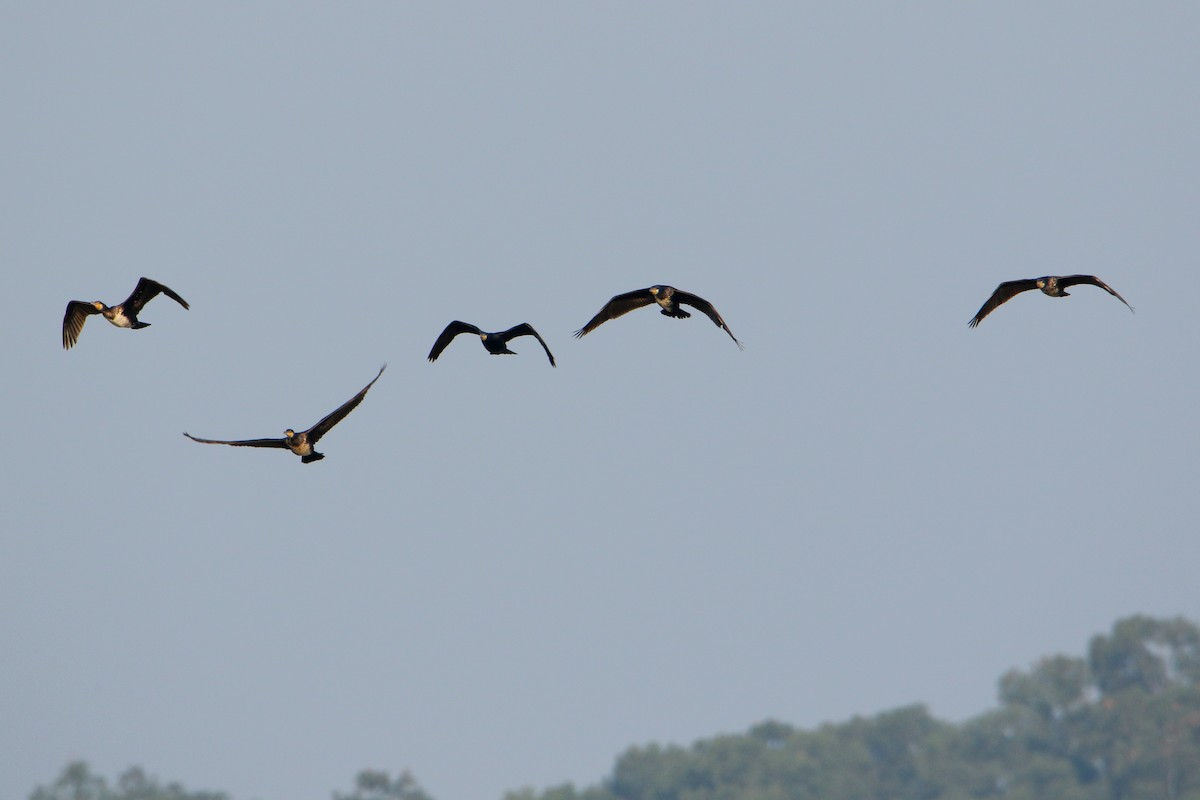 Great Cormorant - ML647471842