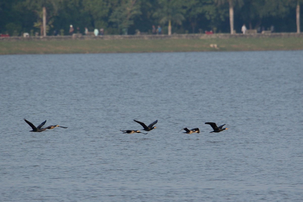 Great Cormorant - ML647471844