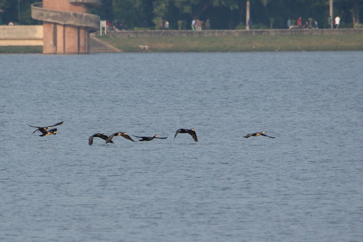 Great Cormorant - ML647471845