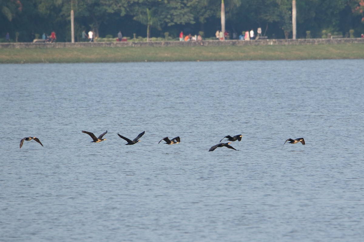 Great Cormorant - ML647471846