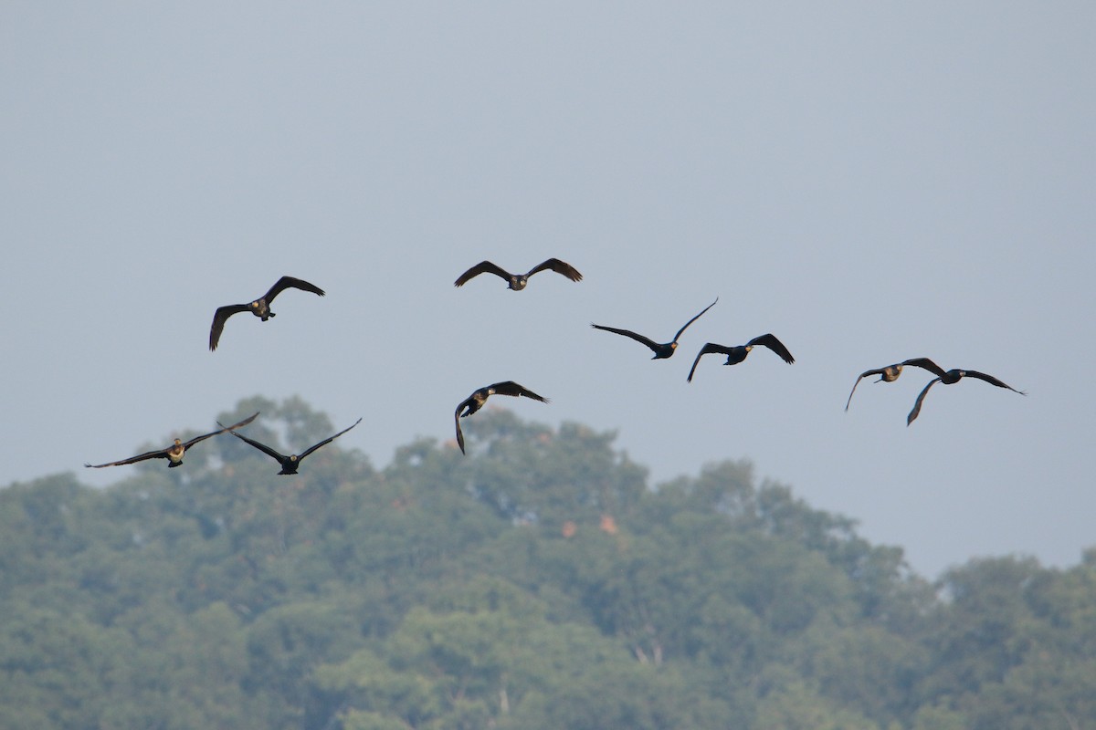 Great Cormorant - ML647471847