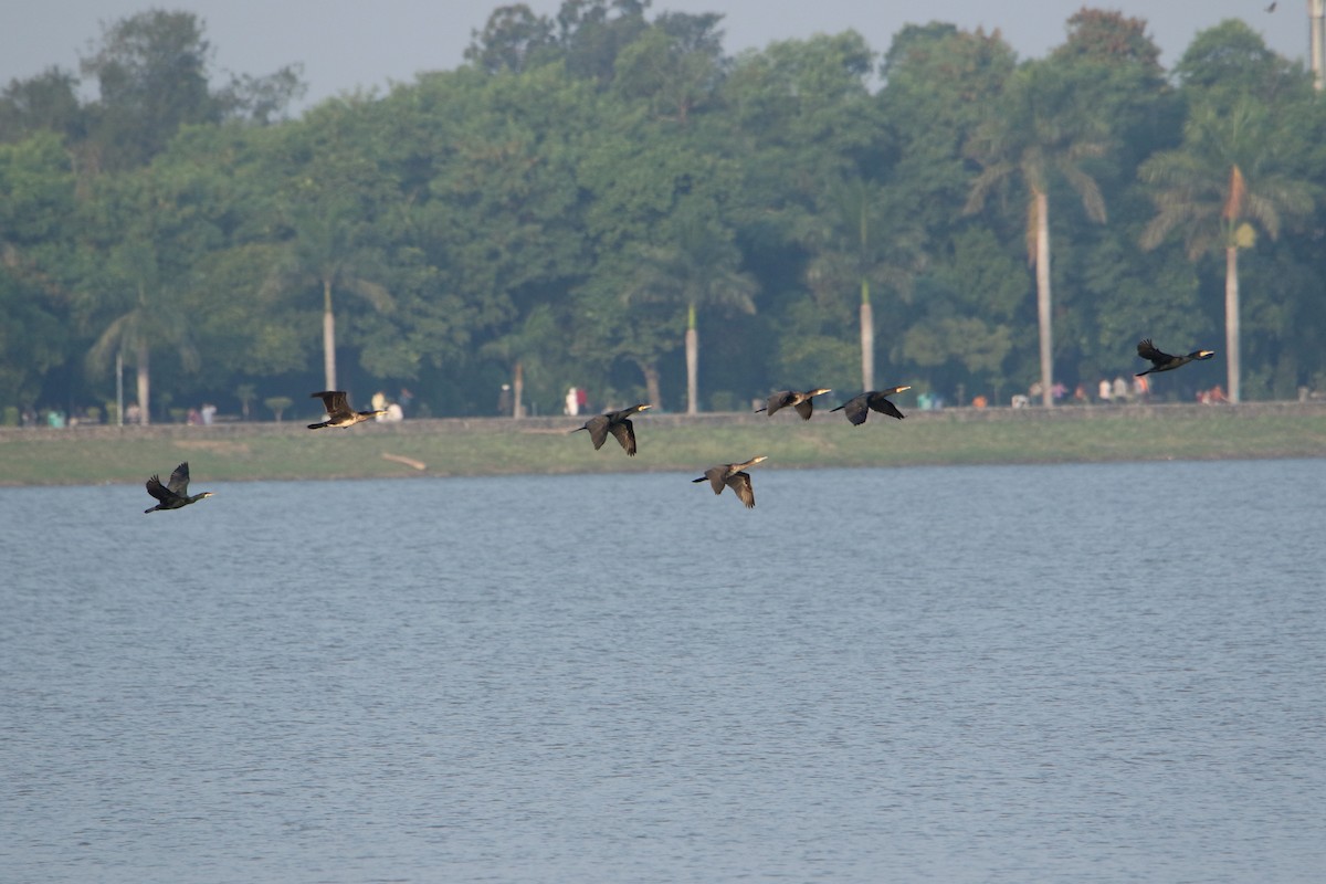 Great Cormorant - ML647471848