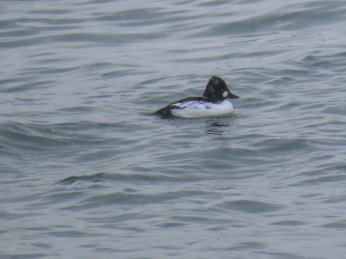 Altıngöz - ML647471854