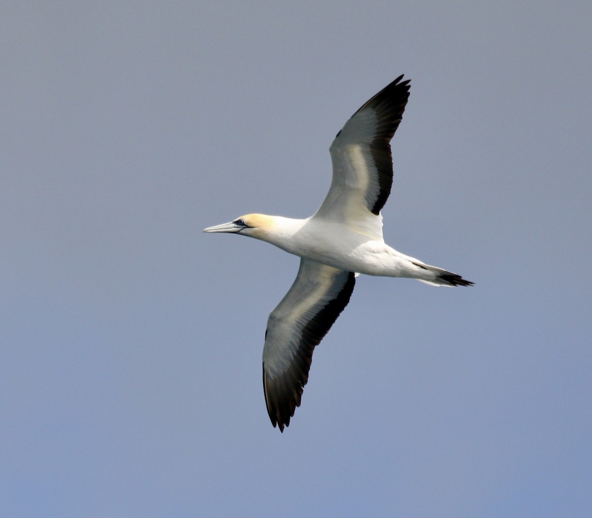 Australasian Gannet - ML647471862