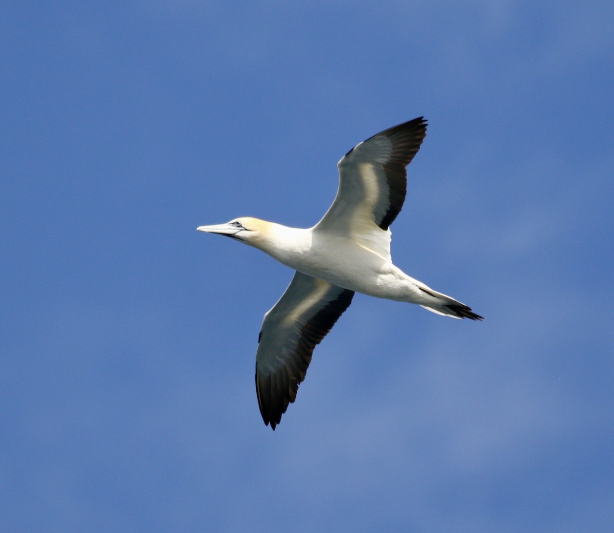 Australasian Gannet - ML647471863