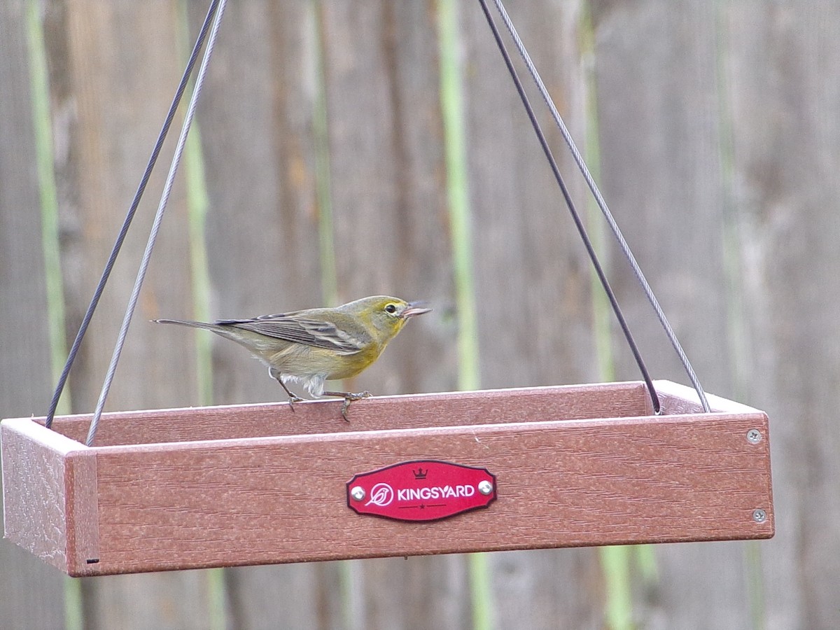 Сосновая древесница - ML647471896