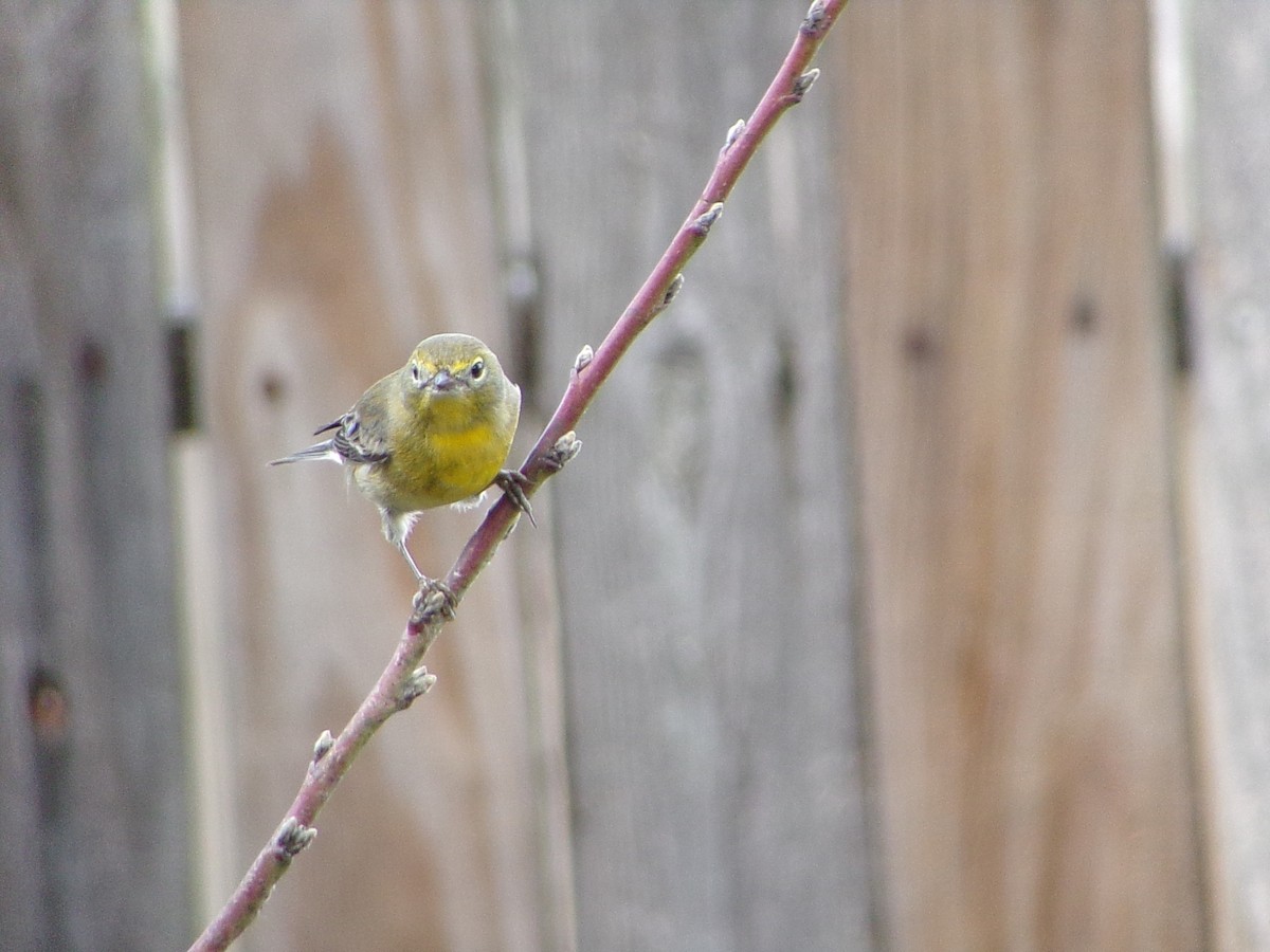 Сосновая древесница - ML647471897
