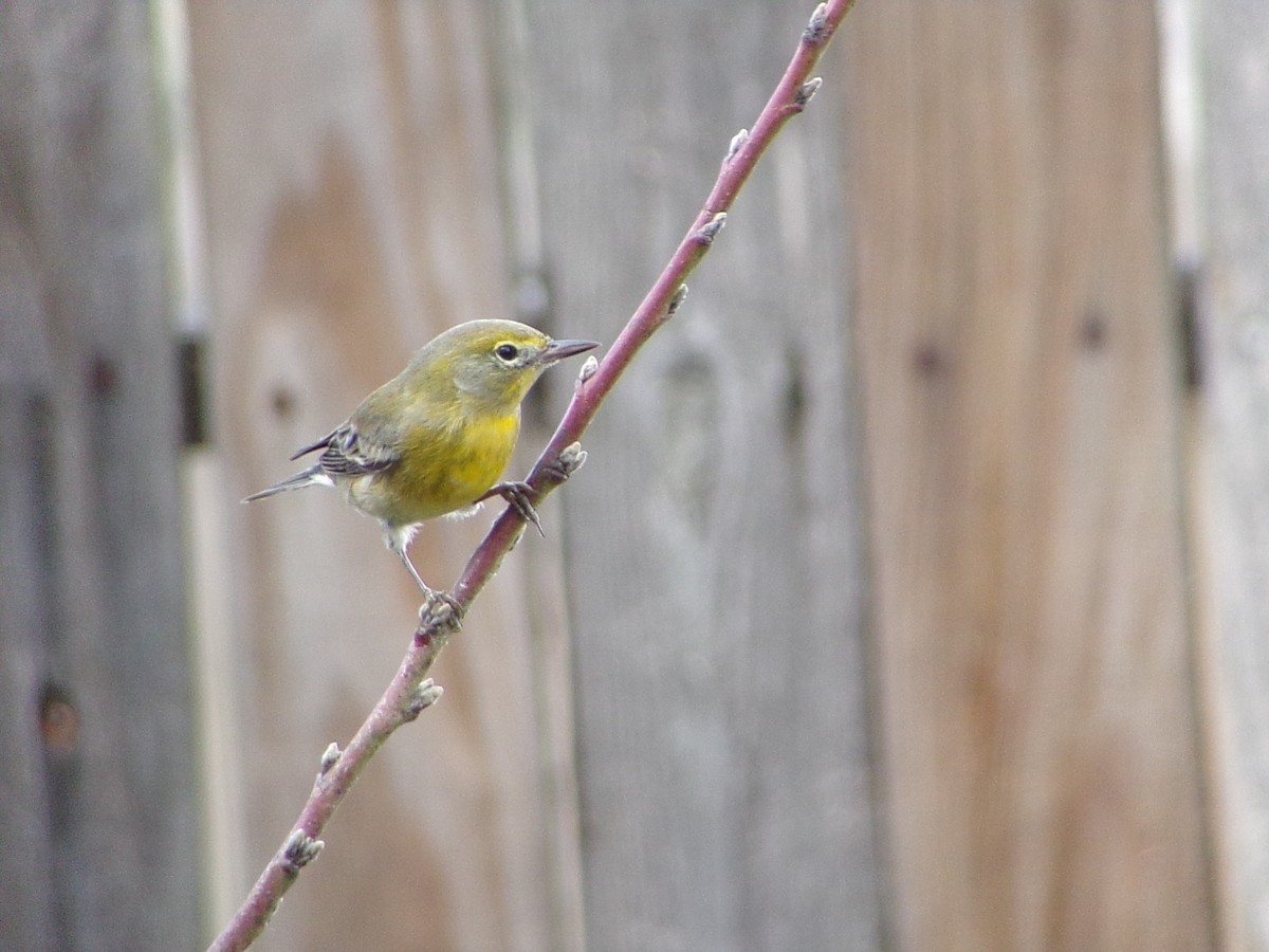 Сосновая древесница - ML647471898