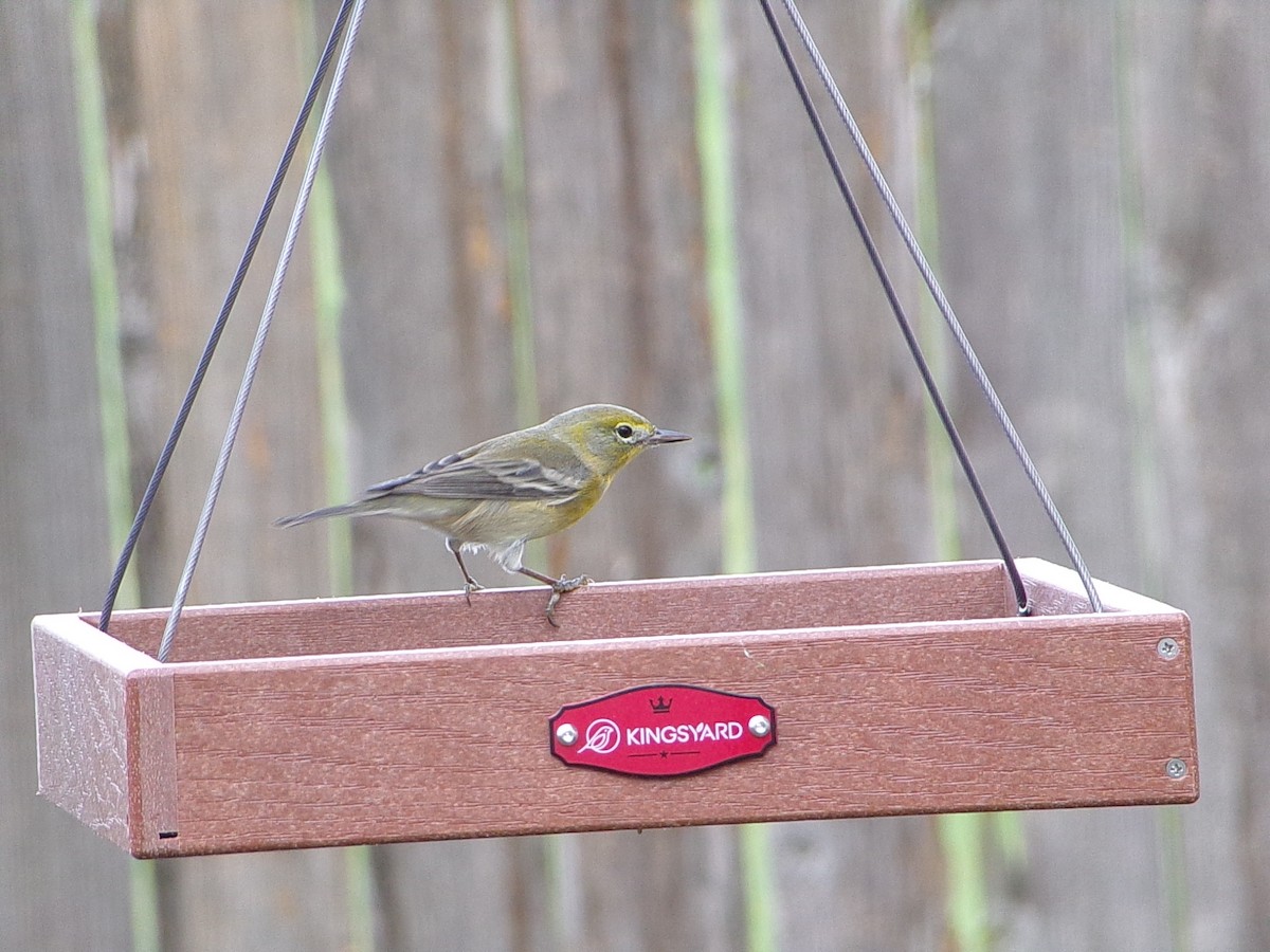 Сосновая древесница - ML647471899