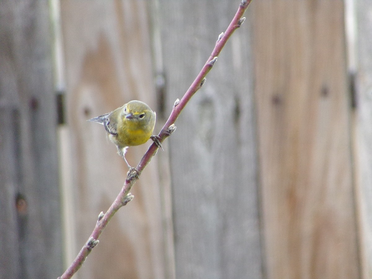 Сосновая древесница - ML647471900