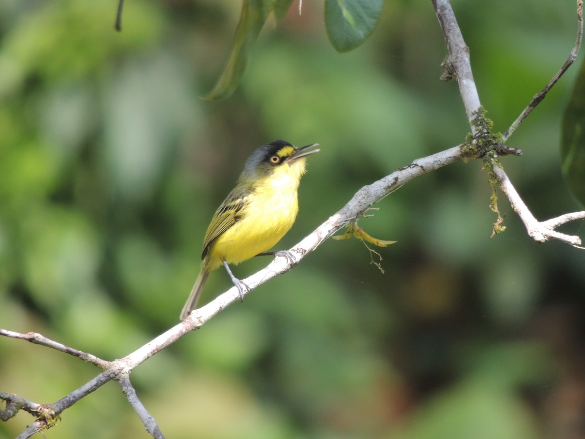 Gray-headed Tody-Flycatcher - ML647471962