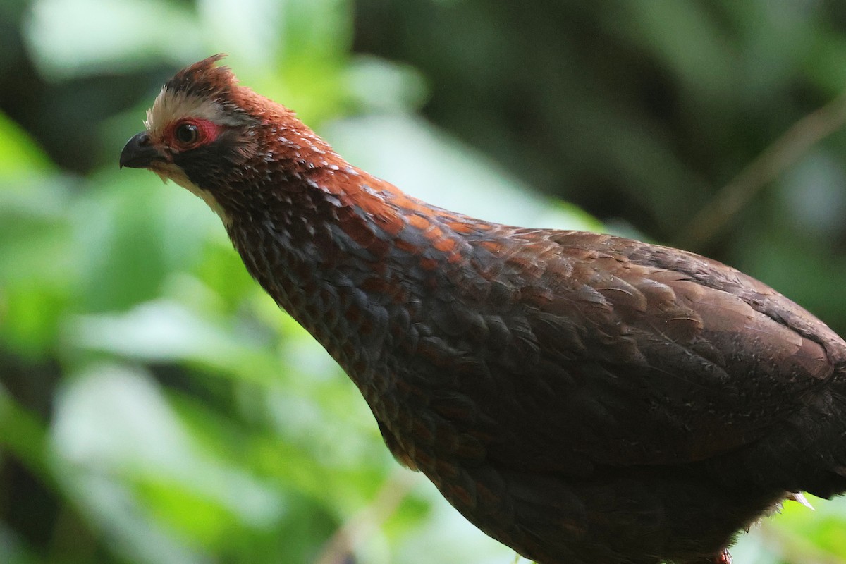 Colin à sourcils blancs - ML647472007
