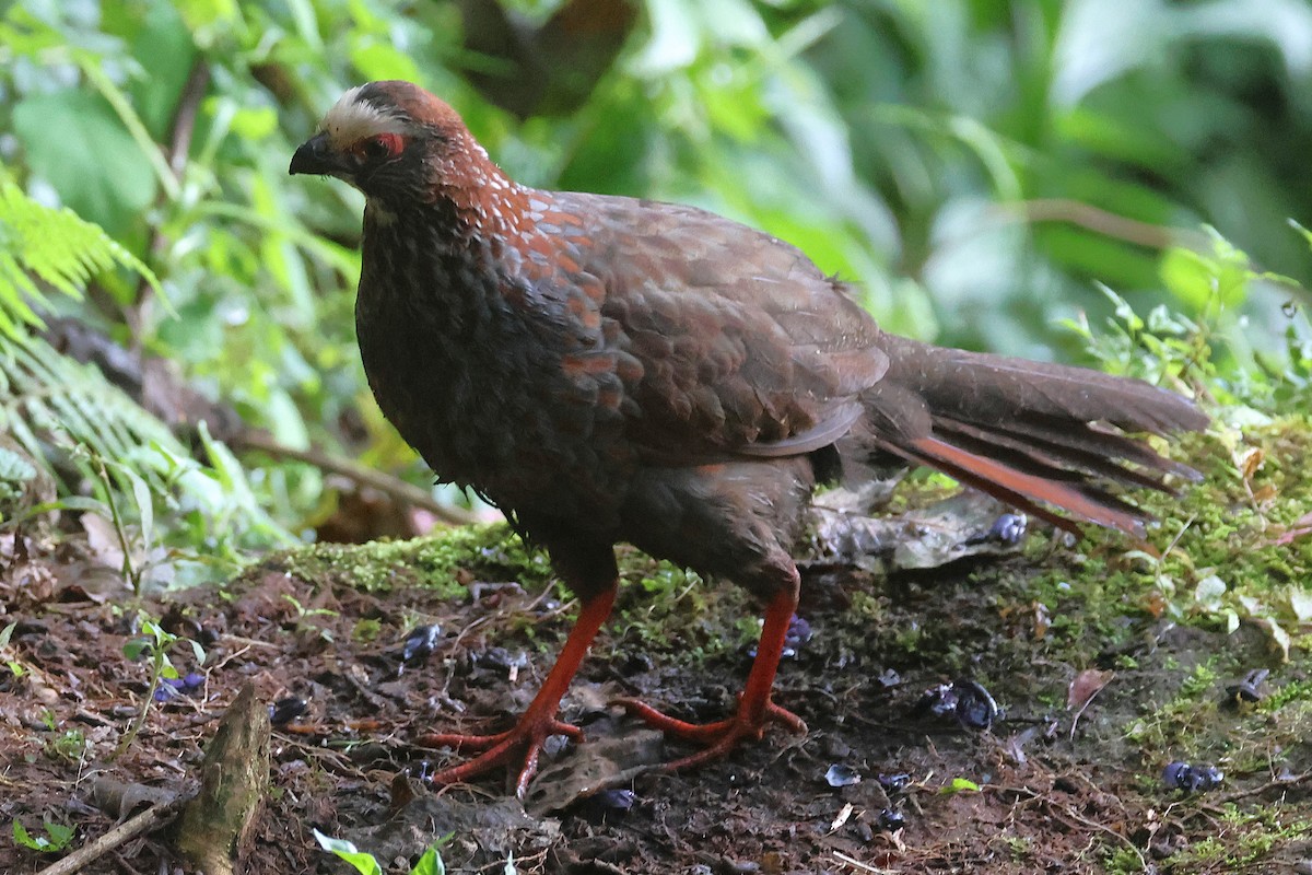 Colin à sourcils blancs - ML647472008