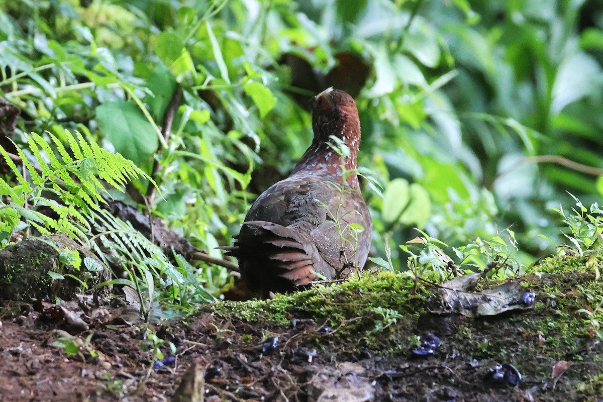Colin à sourcils blancs - ML647472009