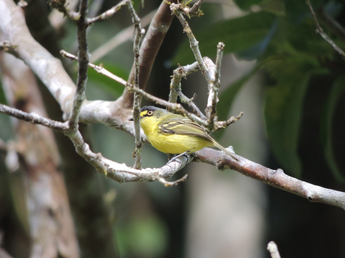 Gray-headed Tody-Flycatcher - ML647472011