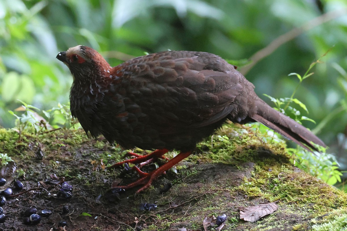 Colin à sourcils blancs - ML647472012
