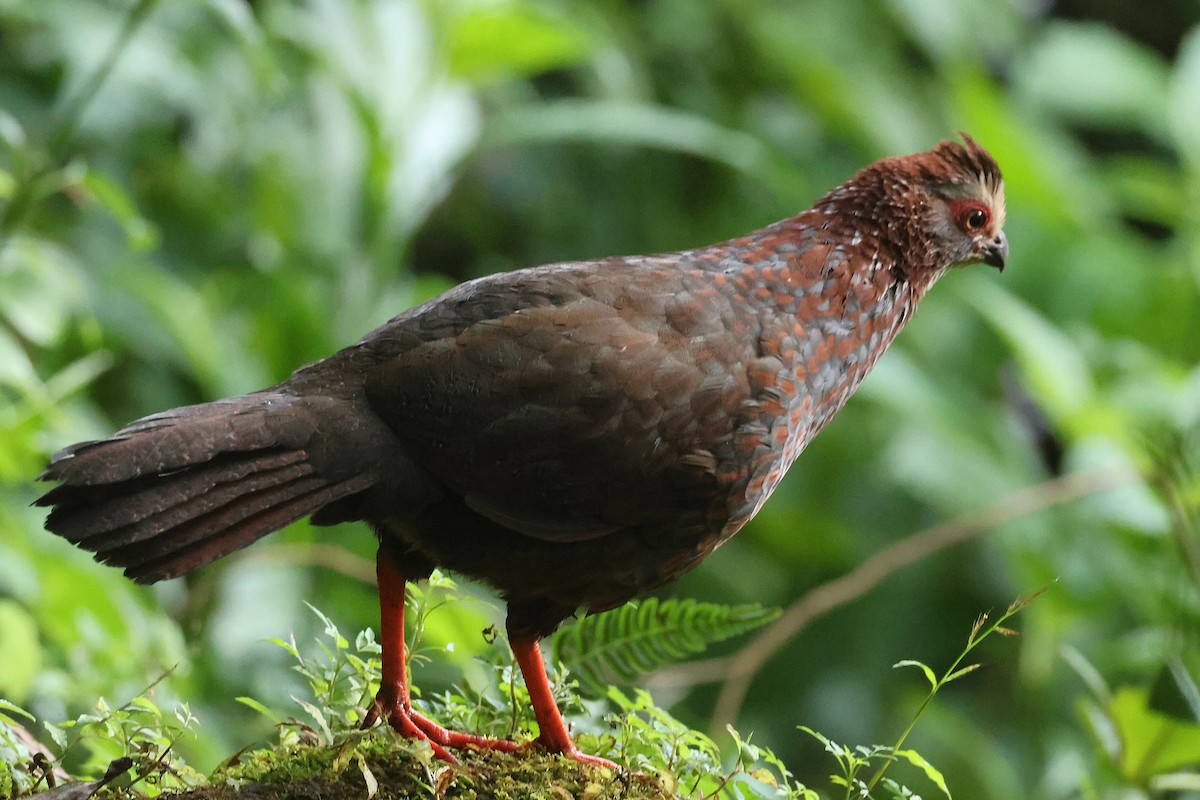 Colin à sourcils blancs - ML647472016