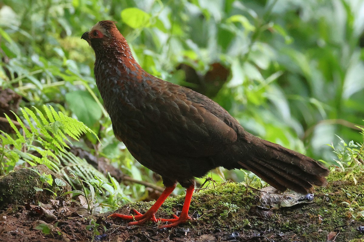 Colin à sourcils blancs - ML647472017