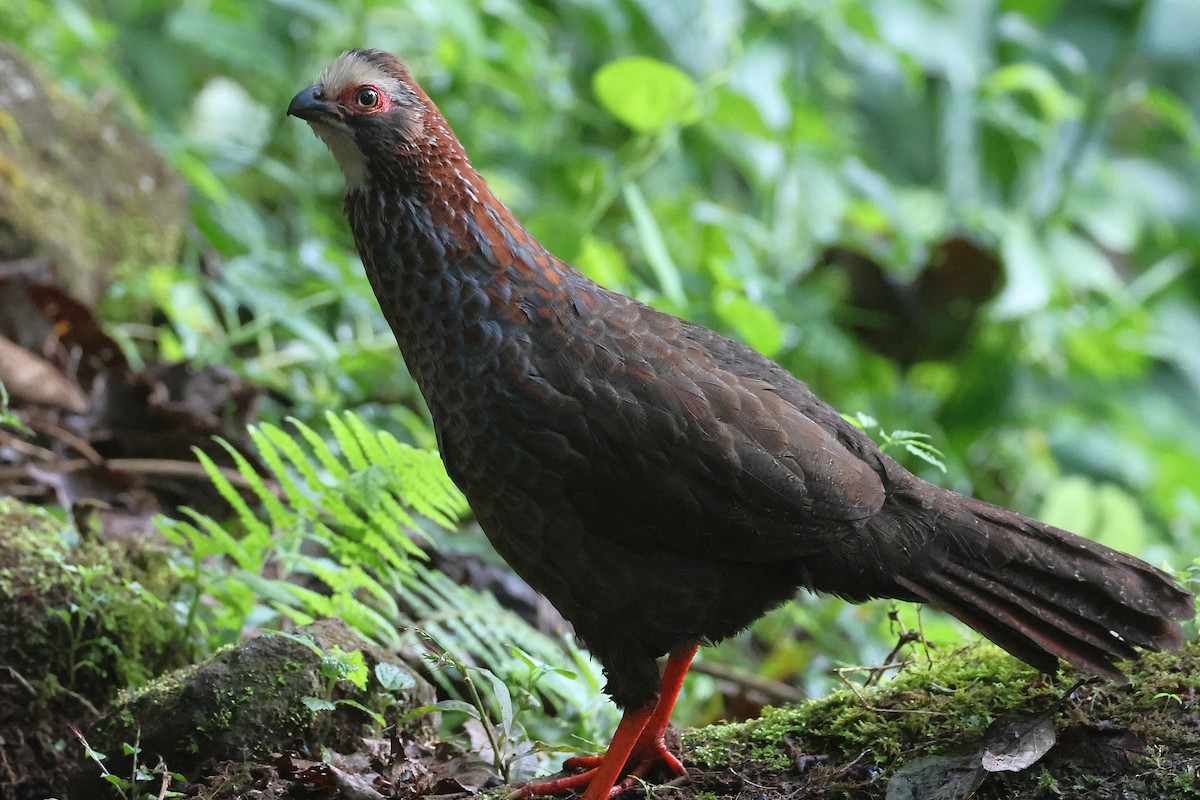 Colin à sourcils blancs - ML647472018
