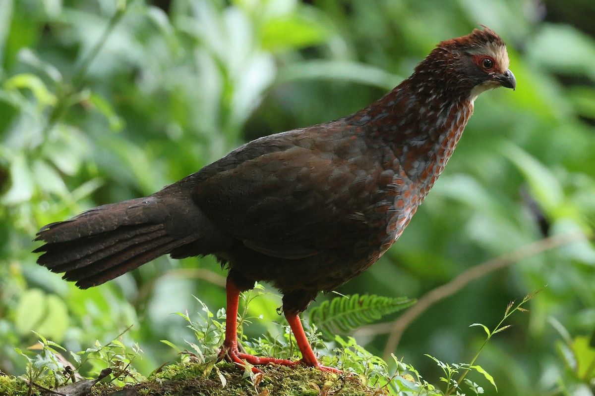 Colin à sourcils blancs - ML647472019