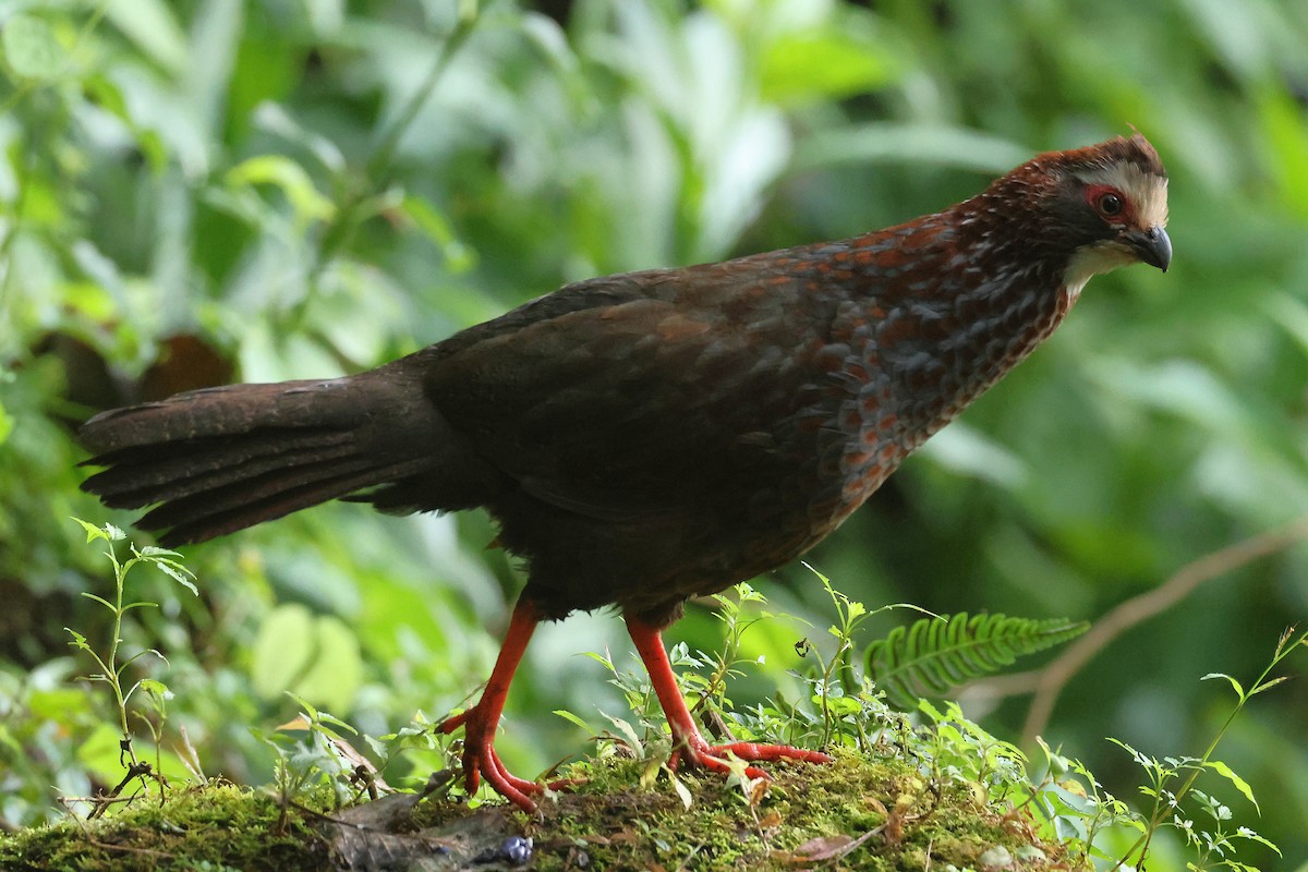 Colin à sourcils blancs - ML647472020