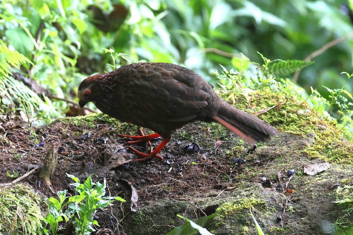 Buffy-crowned Wood-Partridge - ML647472021