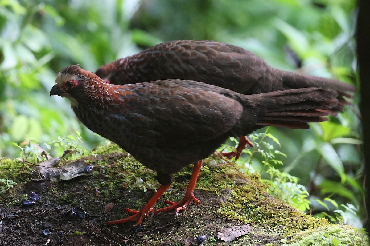 Colin à sourcils blancs - ML647472022