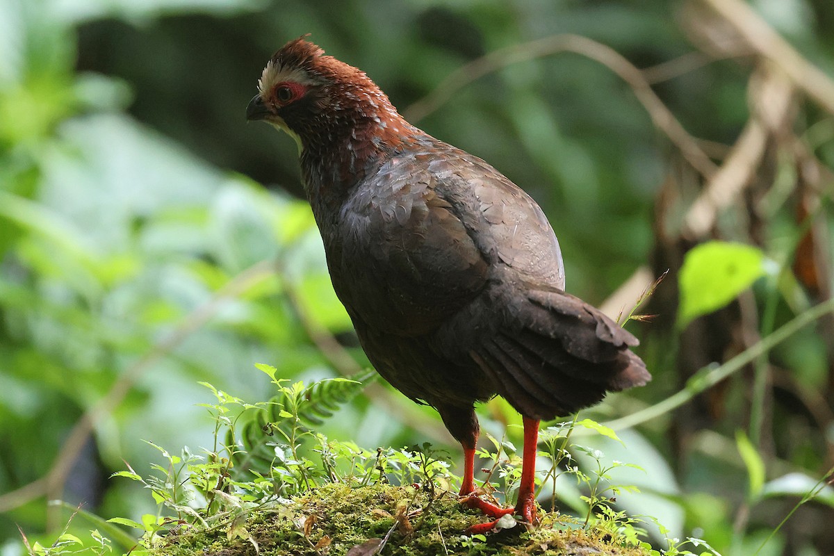 Colin à sourcils blancs - ML647472023