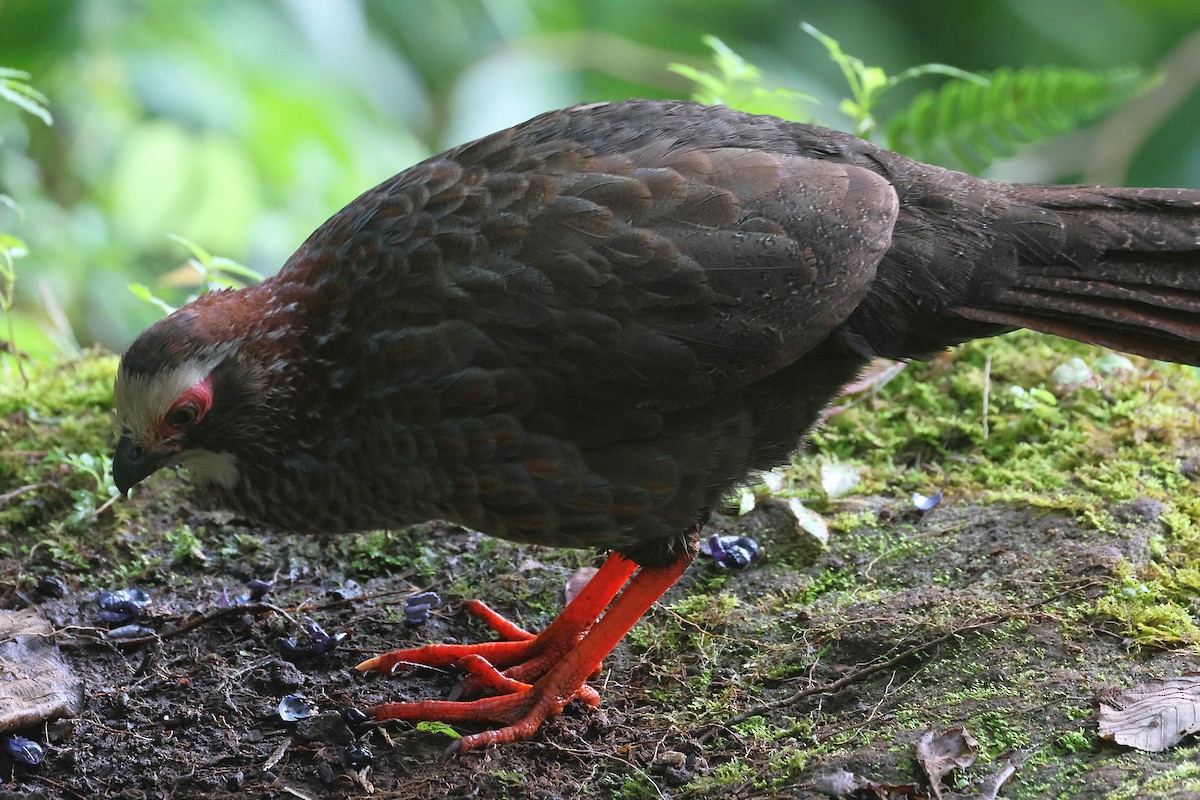 Colin à sourcils blancs - ML647472024