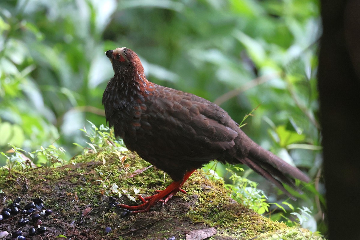 Colin à sourcils blancs - ML647472025
