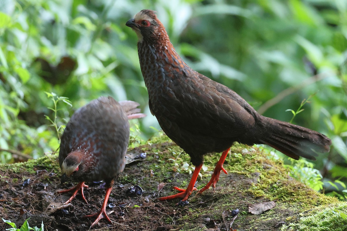 Buffy-crowned Wood-Partridge - ML647472026