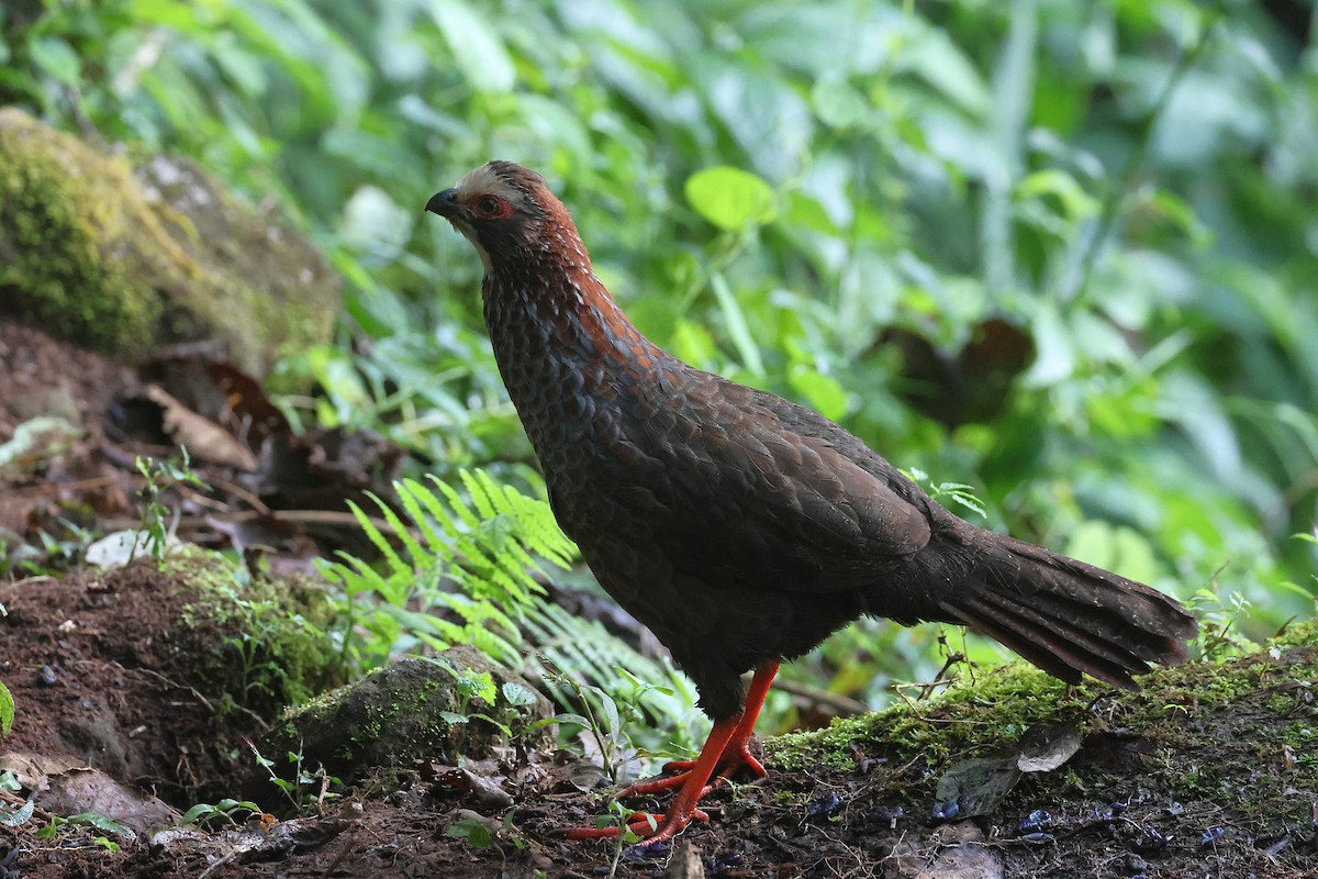 Buffy-crowned Wood-Partridge - ML647472027