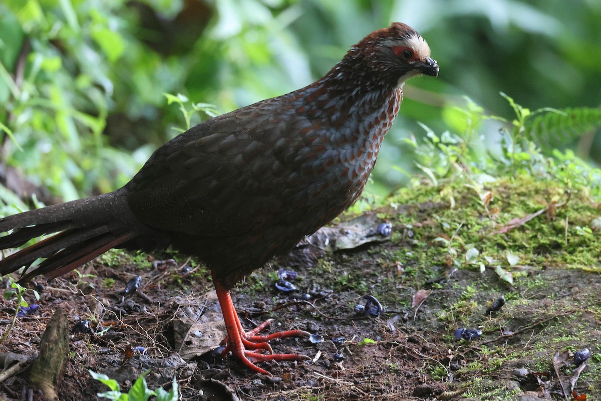 Buffy-crowned Wood-Partridge - ML647472028