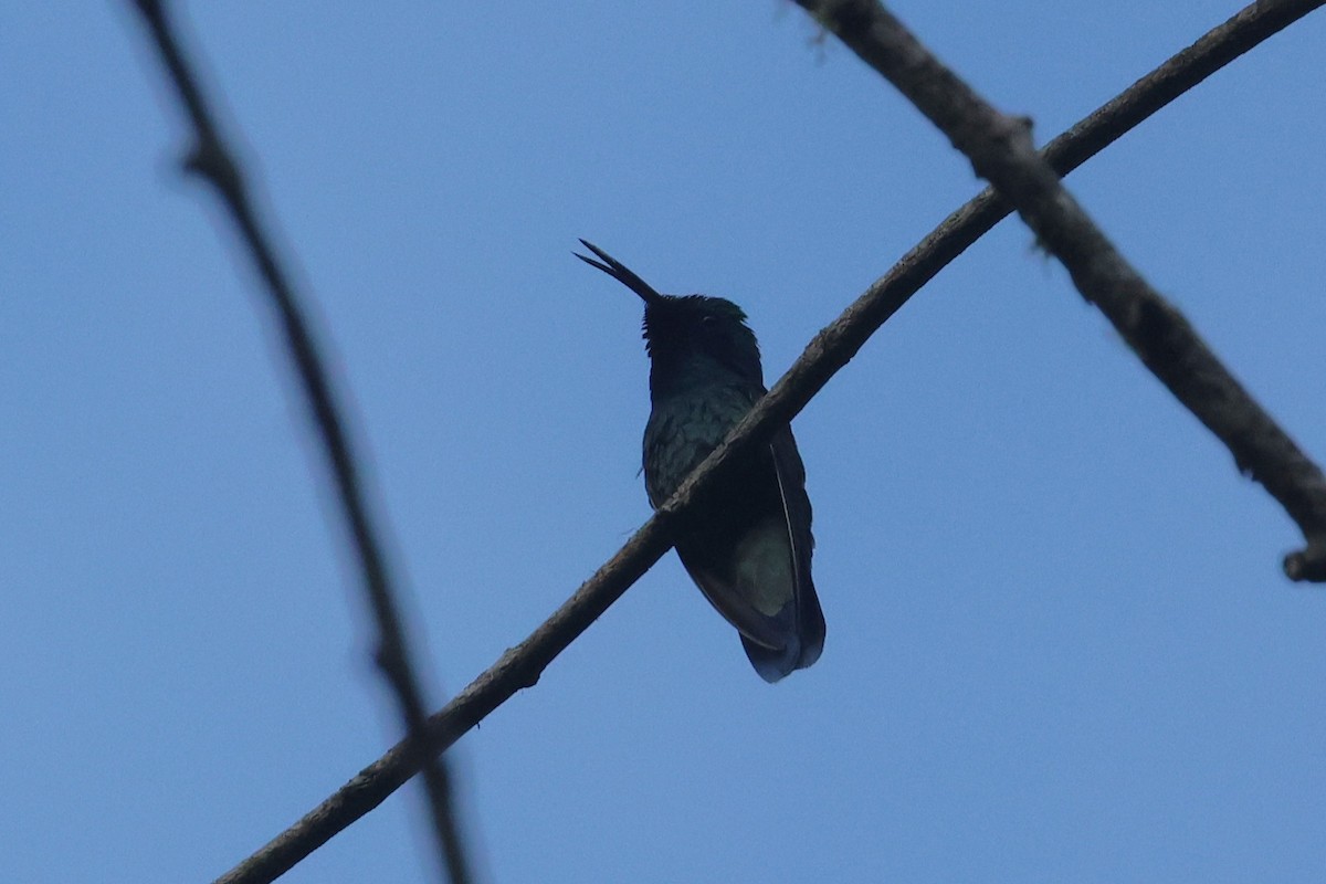 Colibri thalassin - ML647472034