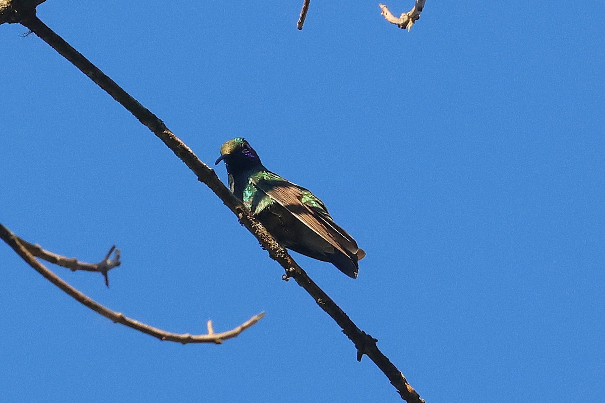 Colibri thalassin - ML647472035