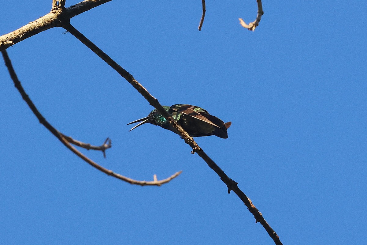 Colibri thalassin - ML647472036