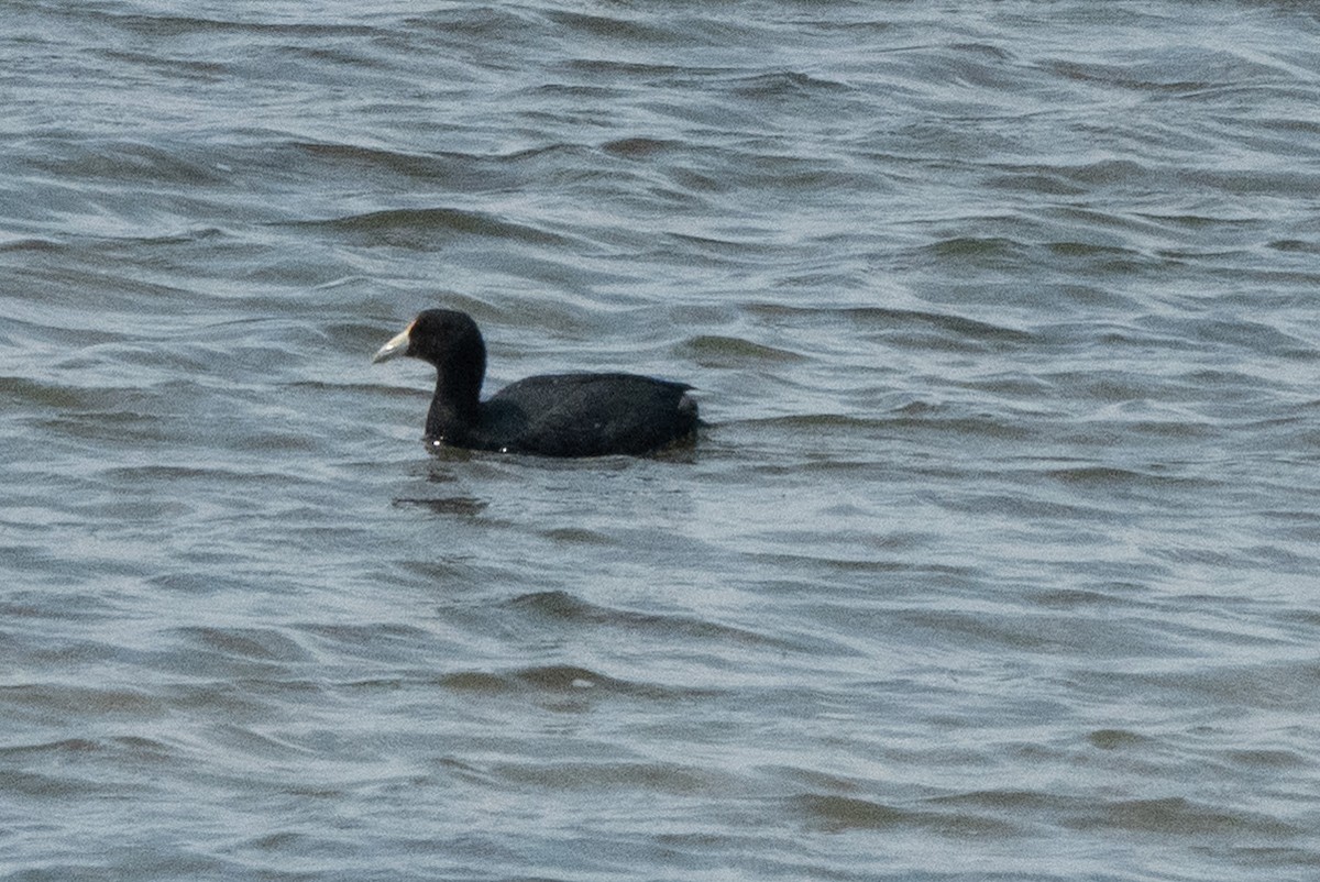 Slate-colored Coot - ML647472037