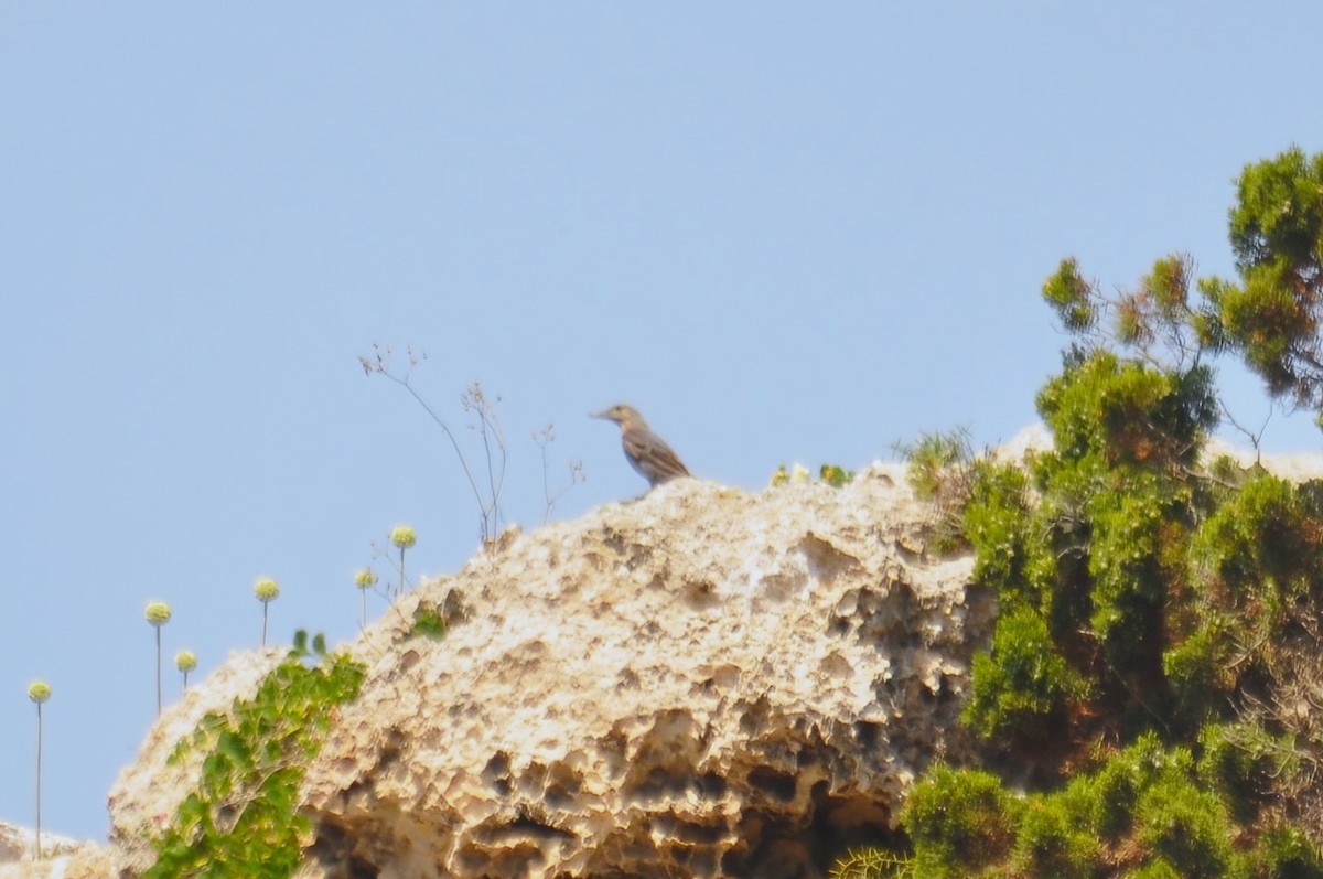 צוקית בודדת - ML647472038
