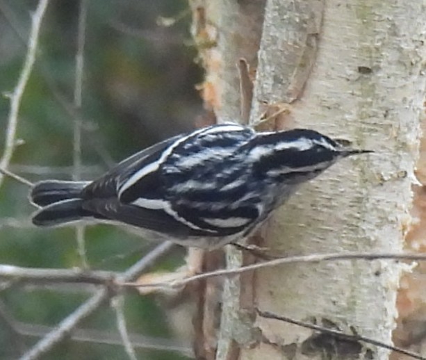 סבכון עקוד - ML647472039
