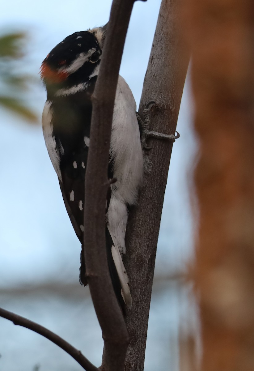 Downy Woodpecker - ML647472040