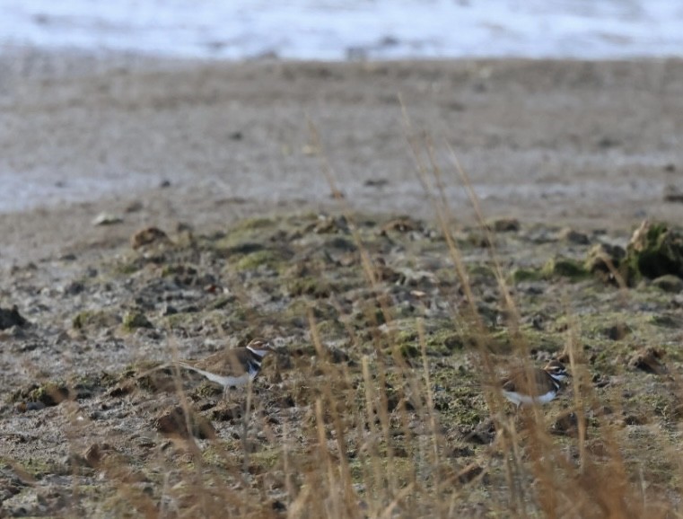 חופמי כפול-צווארון - ML647472041