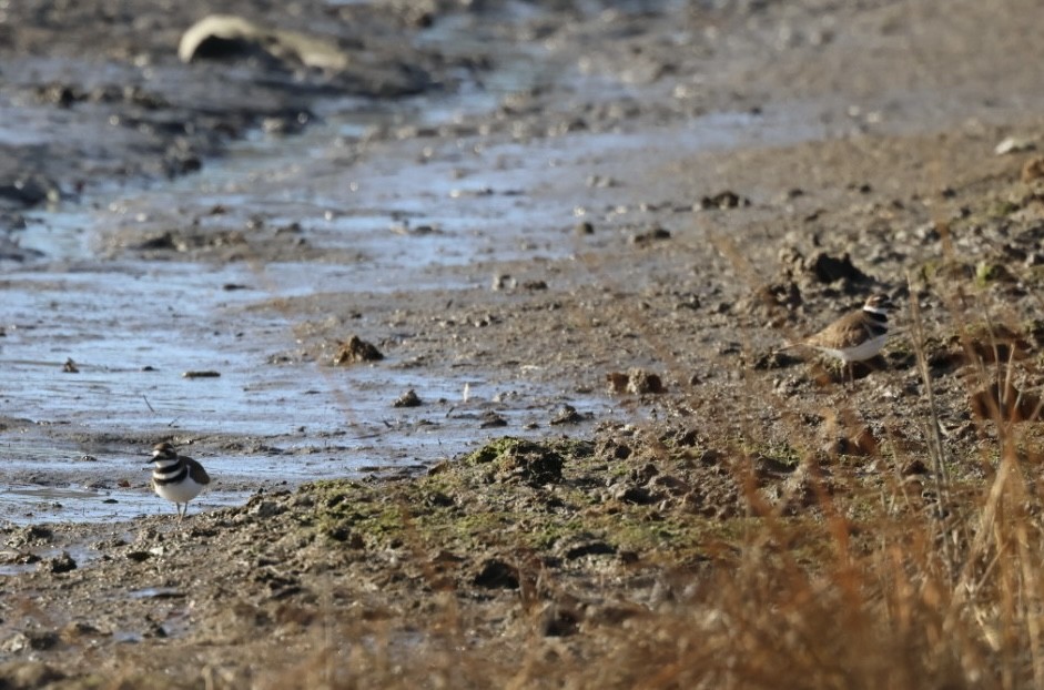 חופמי כפול-צווארון - ML647472042