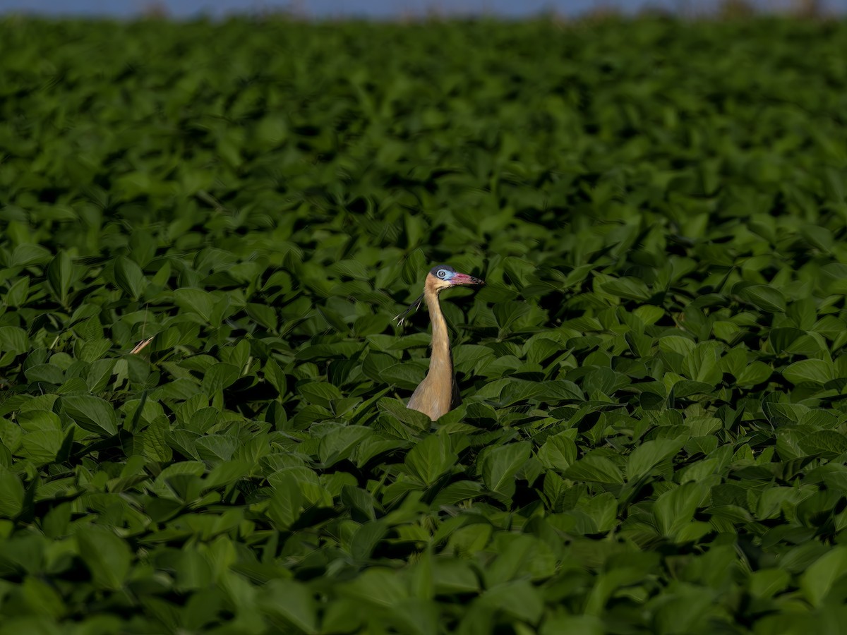 Whistling Heron - ML647472045