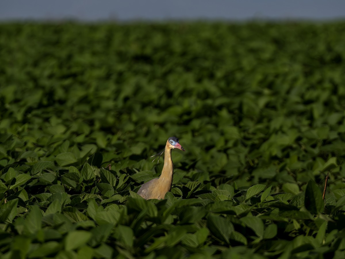 Whistling Heron - ML647472046