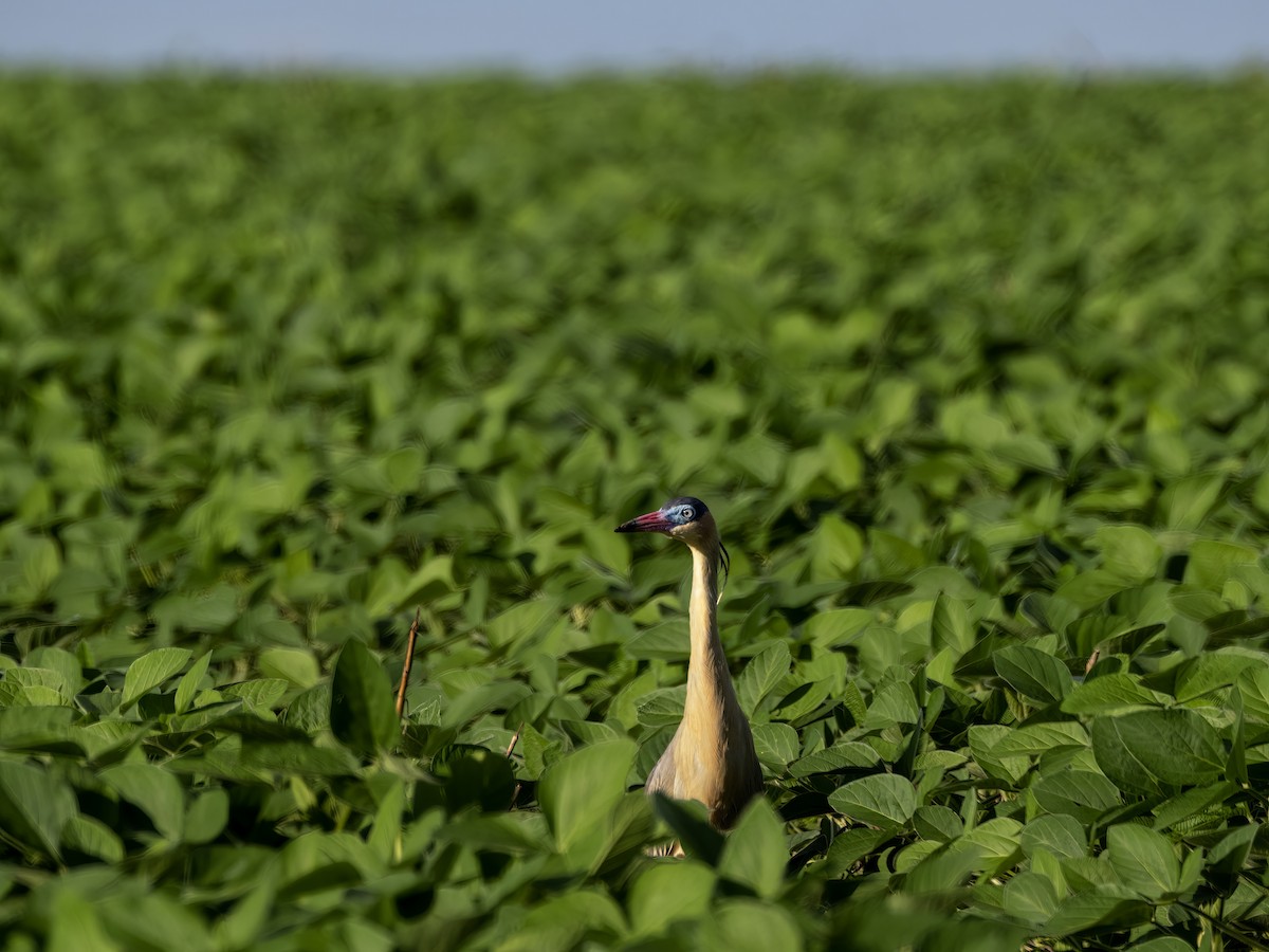 Whistling Heron - ML647472047