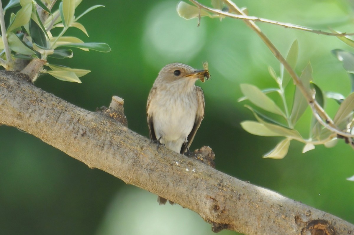 חטפית אפורה (מערב הים התיכון) - ML647472048