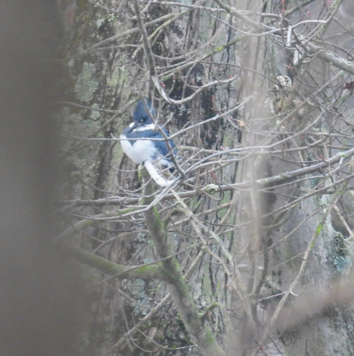 שלדג אמריקני - ML647472055