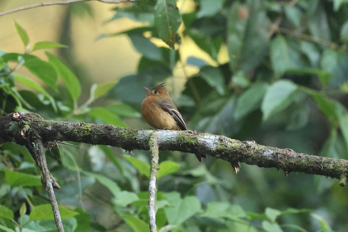 Tufted Flycatcher (Mexican) - ML647472056
